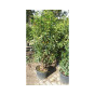 Prunus lusitanica Angustifolia  - Portugese laurier 