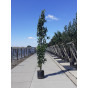 Prunus serrulata Amanogawa - Zuilsierkers - boom