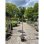 Prunus laur. Etna - Laurier op stam