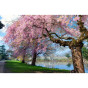 Prunus Yedoensis | Sierkers