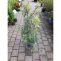 Quercus ilex - Steeneik