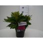 Rhododendron Rocket (roze)