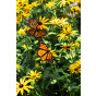 Rudbeckia f. Goldsturm - Zonnehoed