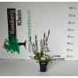 Salvia nem. Ostfrieland | Salie