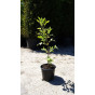 Sambucus nigra - Gewone Vlier