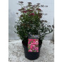Spiraea japonica Anthony Waterer - Spierstruik - Spirea
