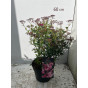 Spiraea japonica Dart's Red - Spierstruik - Spirea