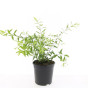 Spiraea cinera Grefsheim | Spierstruik | Spirea