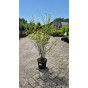 Spiraea vanhouttei - Spierstruik - Spirea