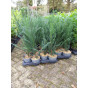 Taxus baccata- Venijnboom