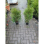 Thuja occidentalis Brabant - Levensboom