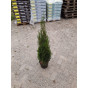 Thuja occidentalis Smaragd