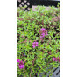 Thymus praecox Red Carpet - Rode tijm