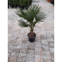 Trachycarpus fortunei - Palmboom