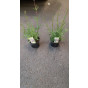 Verbena bonariensis - Ijzerhard