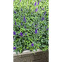 Veronica spicata Ulster Dwarf Blue - Ereprijs