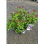 Viburnum tinus Lisa Rose - Sneeuwbal