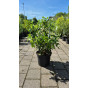 Sneeuwbal - Viburnum tinus