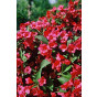 Weigela Bristol Ruby - Weigelia