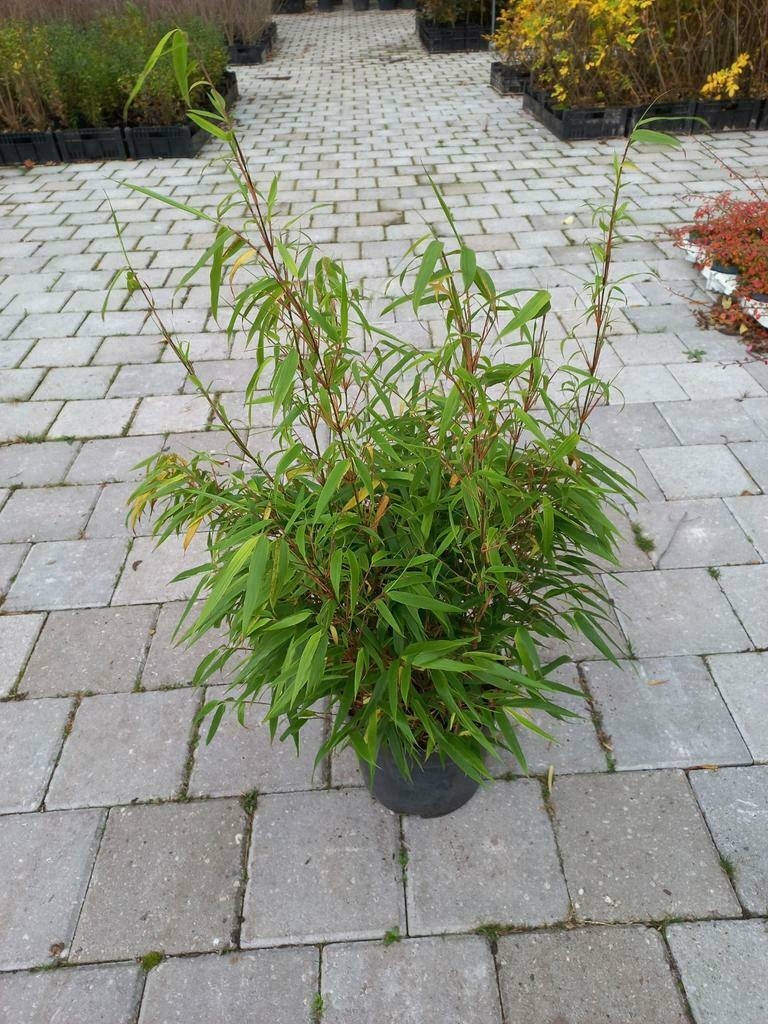 Bamboe planten kopen - Kwekerij Klein