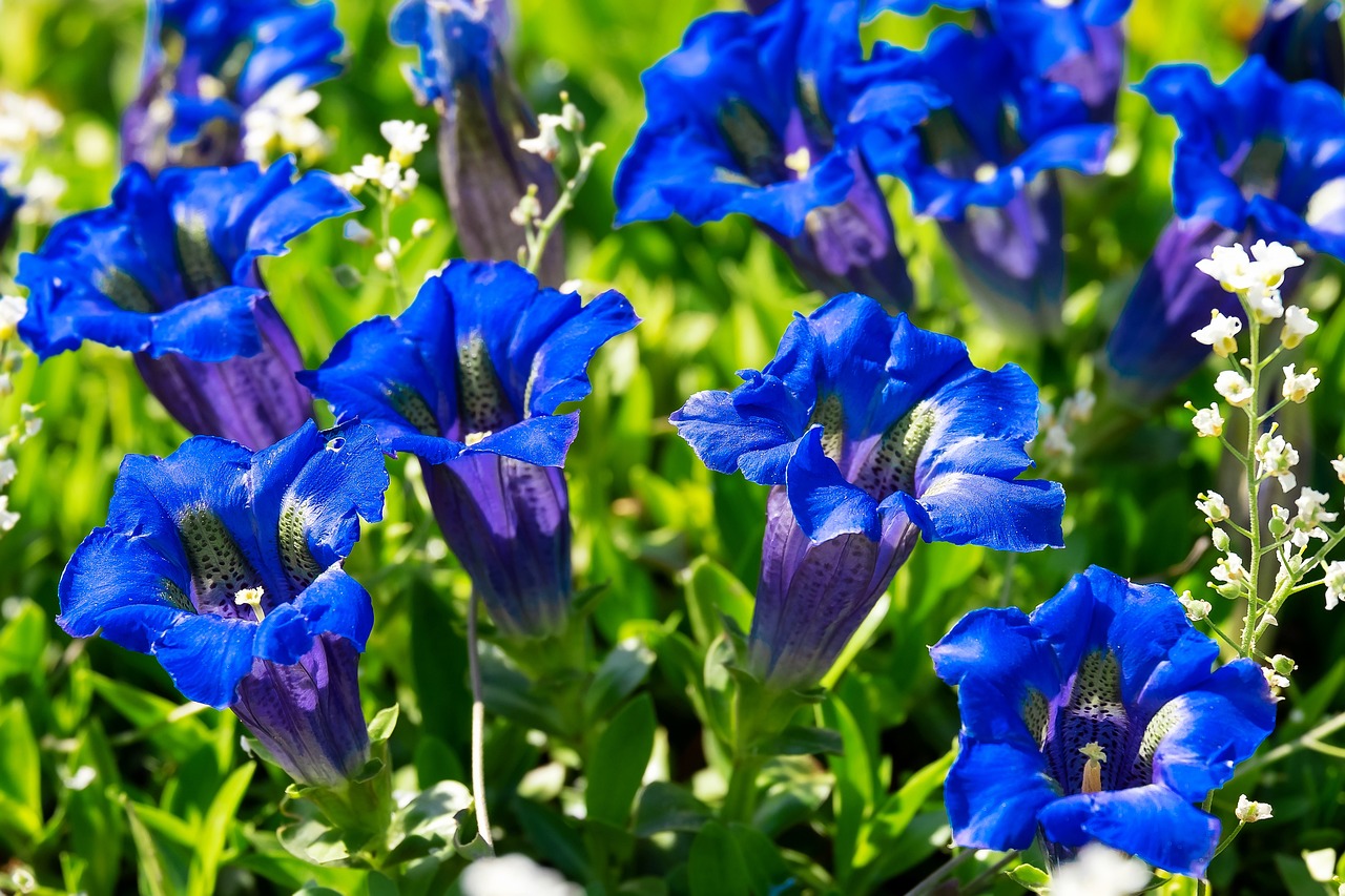 blue rose plant Turn Blue Rose Plant|转蓝 main image 0