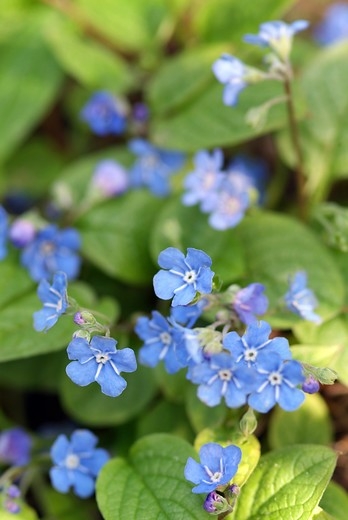 Blanrêve - Versterking met natuurlijke veren en milieuvriendelijke veren - Mid-firm comfort - Onderhoudsvriendelijk - Gemaakt in Frankrijk - 140 cm, wit met blauwe strepen