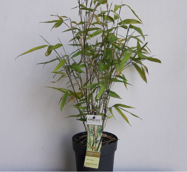 Onderscheid Geheugen gen Bamboe planten kopen - Kwekerij Klein