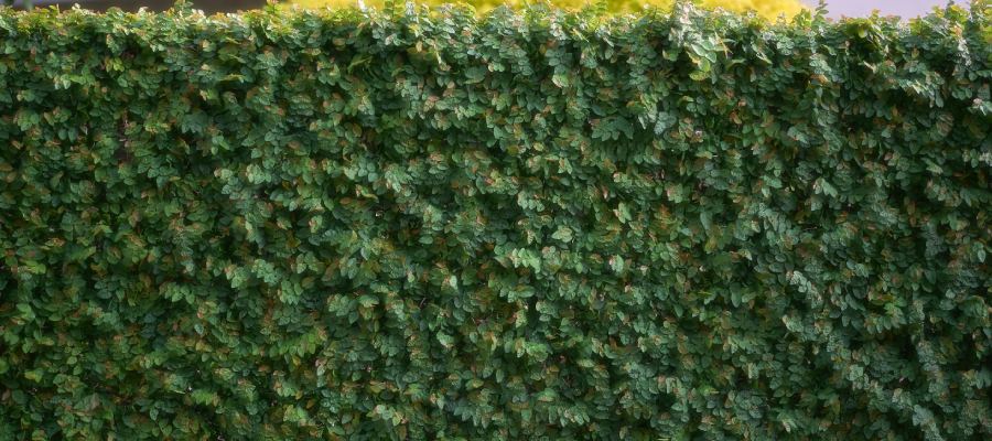 Dichte groene beukenhaag in de zomer