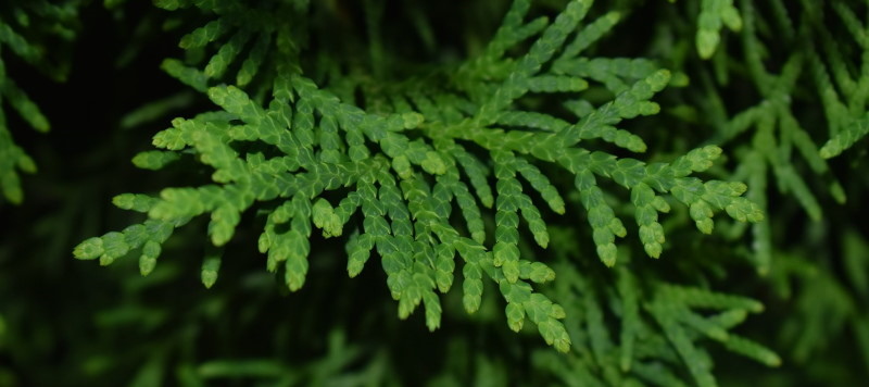 Coniferen kunnen als haag geplant worden, maar u kunt ze ook losstaand in de tuin zetten.