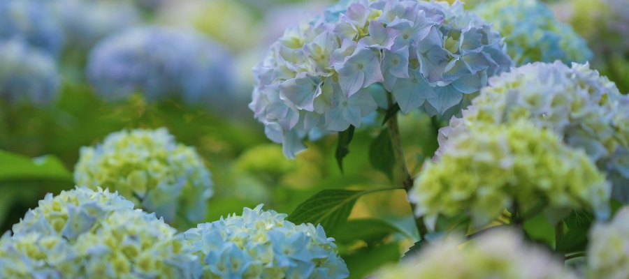 Snoei de hortensia’s niet in het najaar. De oude bloemen beschermen de plant tegen vorst.