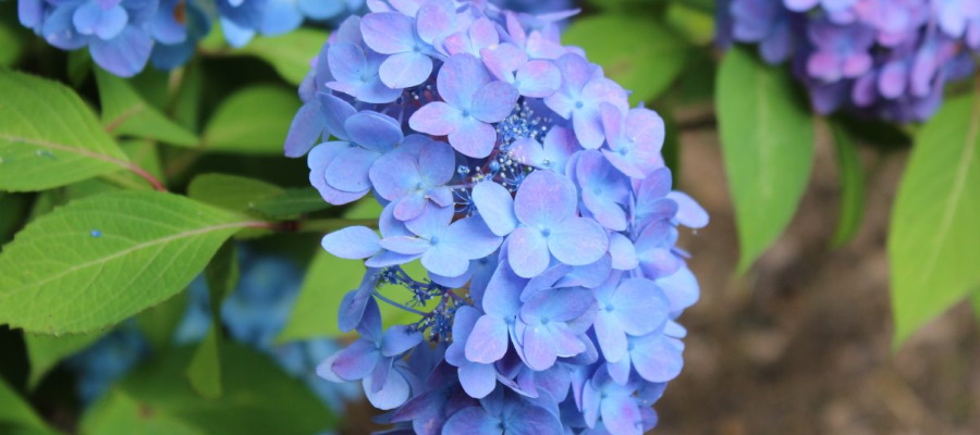 Hortensia’s zijn perfect voor de onderhoudsarme tuinen.