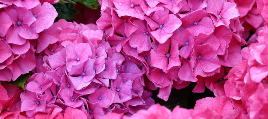 Met de hortensia haalt u gegarandeerd kleur naar de tuin.