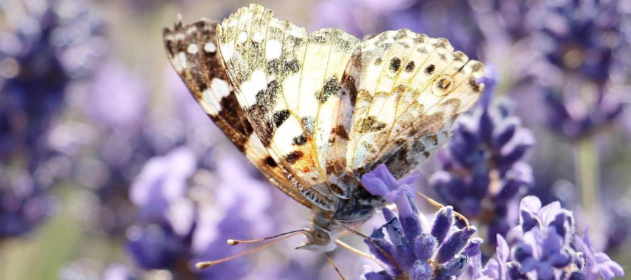 Lavendel planten kan het hele jaar door en is geliefd bij insecten.