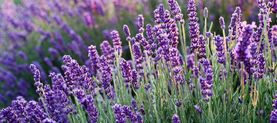 Lavendel is met zijn paarse kleur een lust voor het oog.