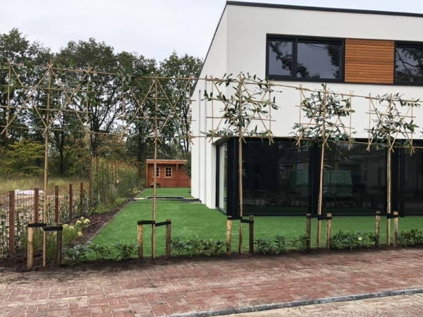 Leibomen zorgen voor een schaduwplek in de moderne tuin en verminderen inkijk