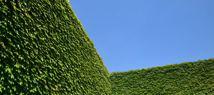Groenblijvende haag met strak lijnenspel en blauwe lucht