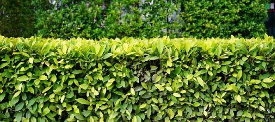 Frisse groene bladeren van een lage ligusterhaag in de tuin