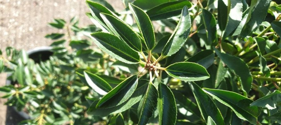 Portugese laurier – stijlvolle haagplant met weinig onderhoud