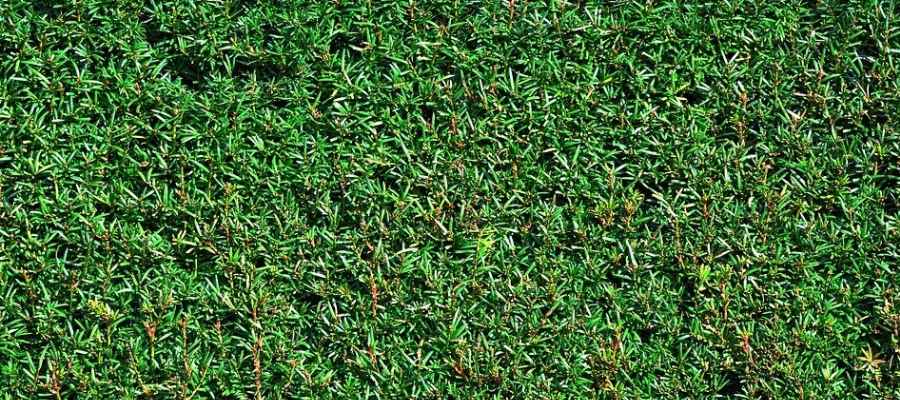 Compacte groene taxushaag van naaldblaadjes van dichtbij