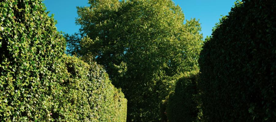 Dichte groene hagen in een landelijke tuin met blauwe lucht