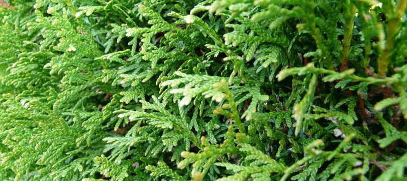 Coniferen zijn al jaren populaire planten in Nederland en verkrijgbaar in vele soorten.