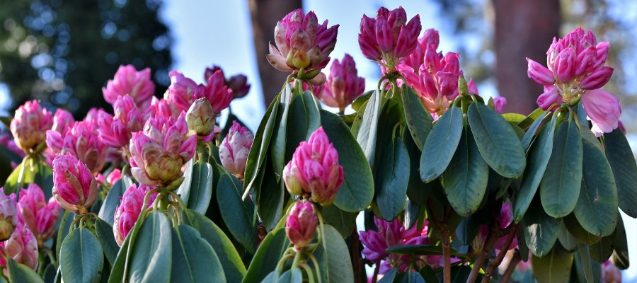 Wilt u weten hoe u een rhododendron kunt planten? Kwekerij Klein helpt u graag verder ✓ 24 uur per dag online tuinplanten bestellen.