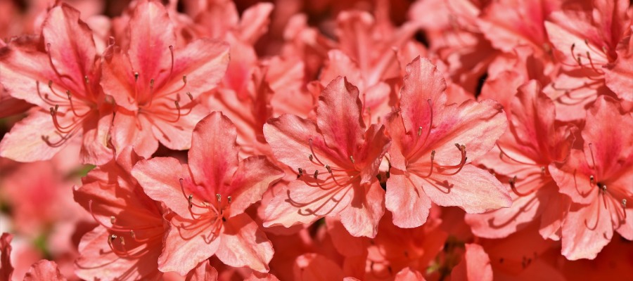 De rhododendron is een prachtig bloeiende tuinplant geschikt voor elke tuin. Bestel vandaag nog uw rhododendron bij Kwekerij Klein.