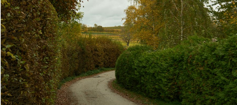 Slingerend landweggetje tussen beukenhagen met herfstkleuren