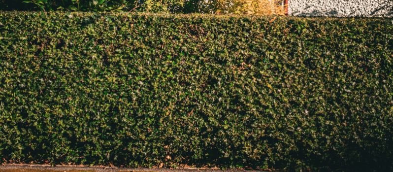 Dichte groene beukenhaag die het hele jaar privacy biedt