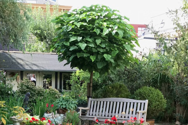 U kunt bolbomen kopen voor zowel grote als kleine tuinen.
