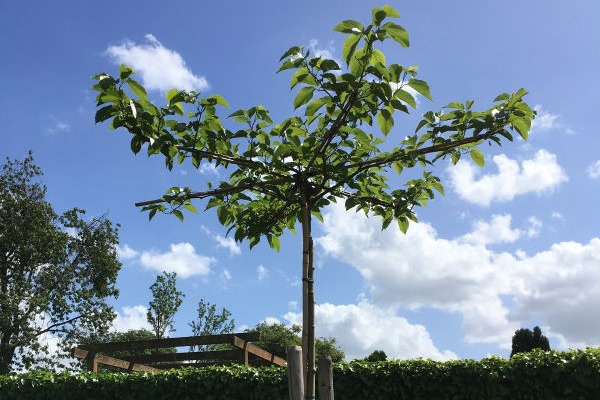 Dakbomen kopen? Bij Kwekerij Klein koopt u dakbomen eenvoudig en snel online of in ons tuincentrum.