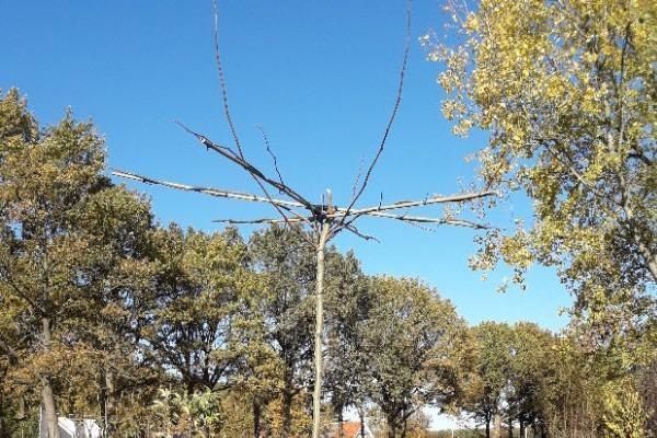 In ons tuincentrum in Zuidwolde vindt u vele soorten dakbomen.