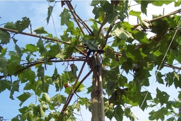 Met dakbomen in de tuin creëert u op een mooie natuurlijke manier schaduw in uw tuin.