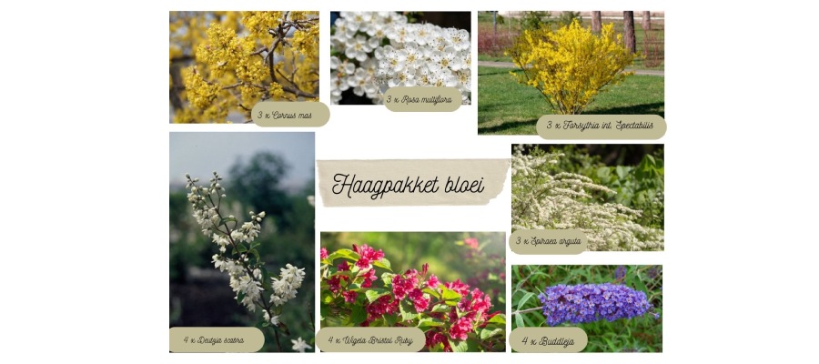 Een overzicht met afbeeldingen van alle planten uit het kant-en-klare haagplantenpakket bloei.
